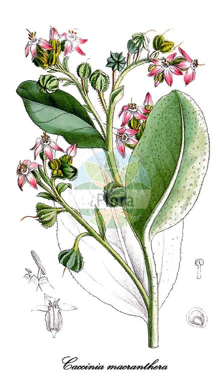 Caccinia macranthera