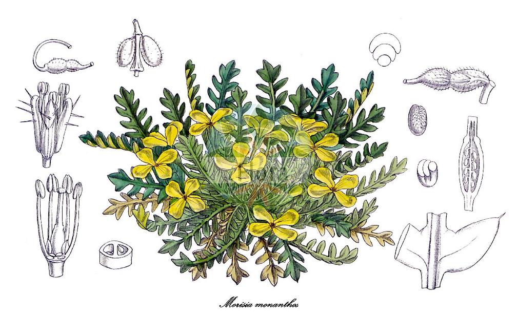 Morisia monanthos