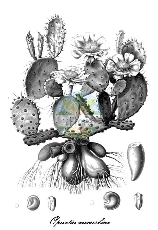 Opuntia macrorhiza