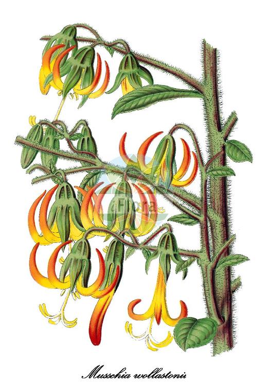 Musschia wollastonii