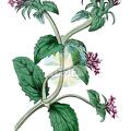 Fedia cornucopiae