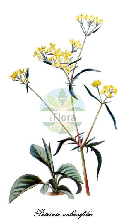 Patrinia scabiosifolia