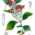 Weigela coraeensis