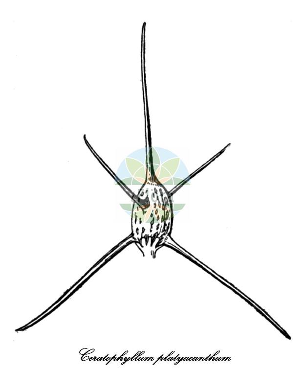 Ceratophyllum platyacanthum