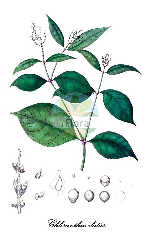 Chloranthus elatior