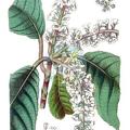 Clethra mexicana