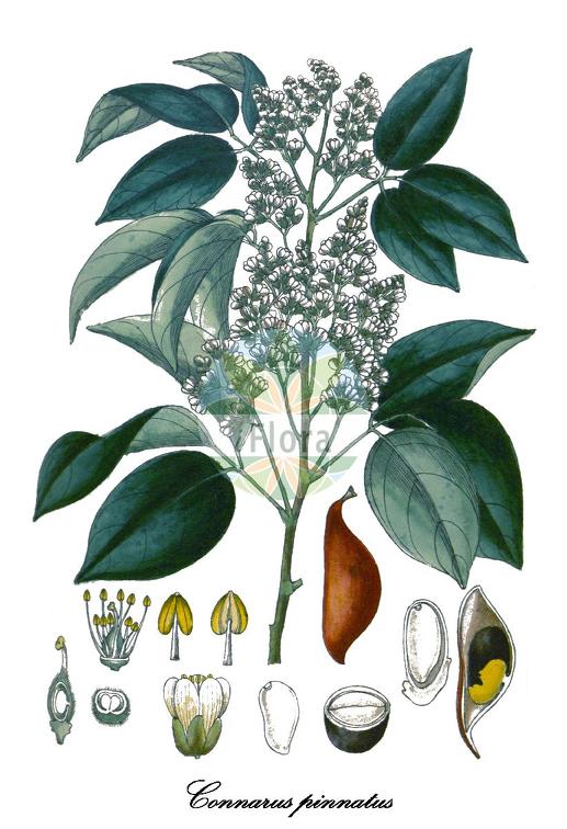 Connarus pinnatus