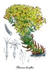 Pistorinia breviflora