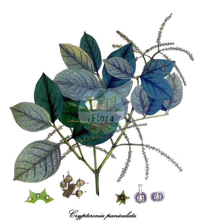 Crypteronia paniculata