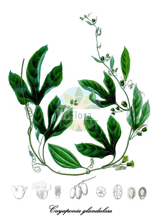 Cayaponia glandulosa