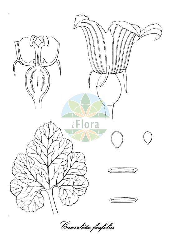 Cucurbita ficifolia