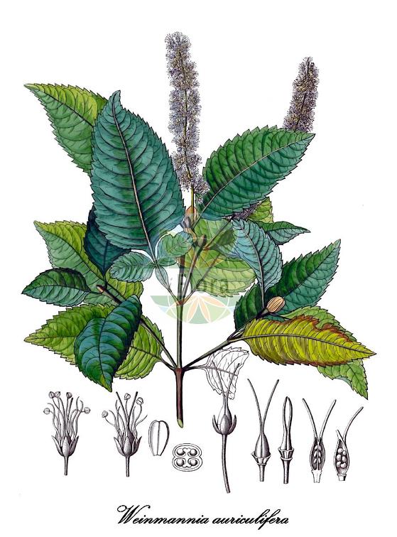 Weinmannia auriculifera