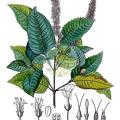 Weinmannia auriculifera