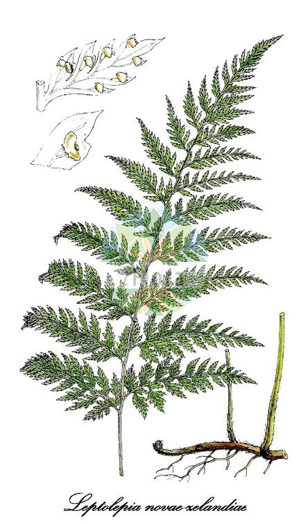 Leptolepia novae-zelandiae