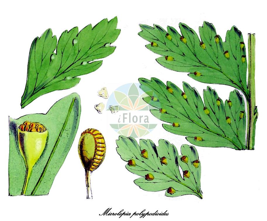 Microlepia polypodioides