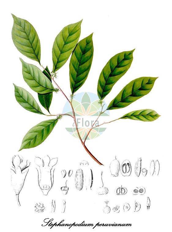 Stephanopodium peruvianum