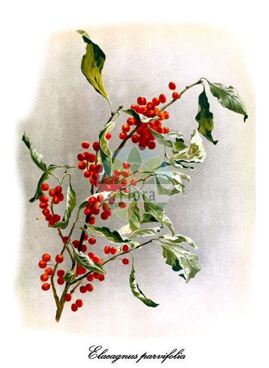 Elaeagnus parvifolia