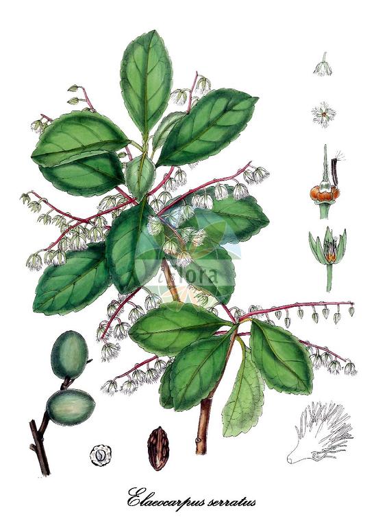 Elaeocarpus serratus