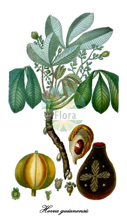 Hevea guianensis