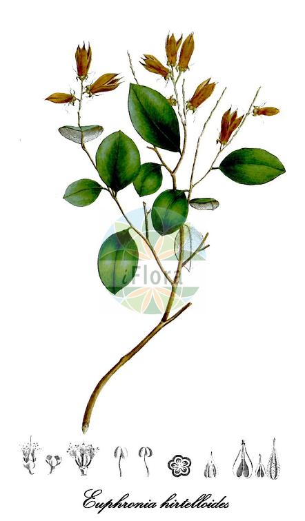 Euphronia hirtelloides