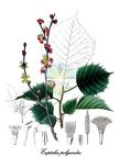 Eupteleaceae