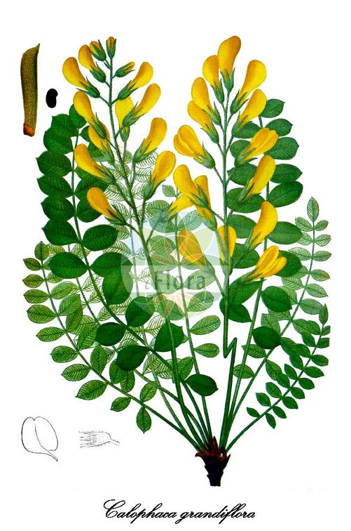Calophaca grandiflora