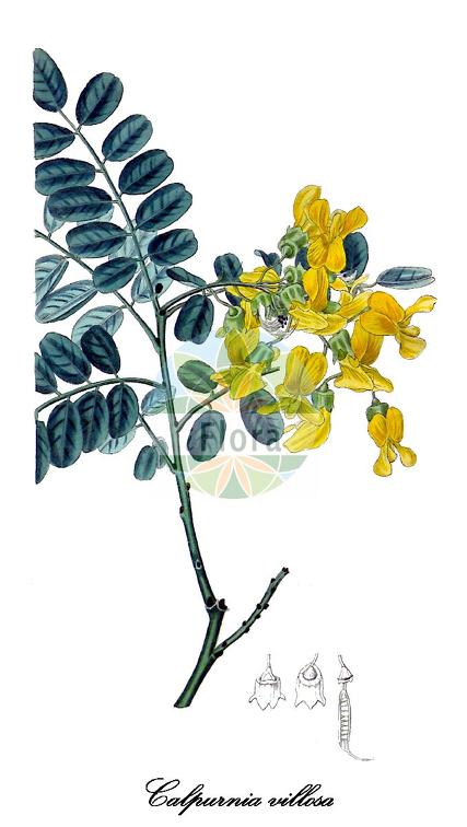 Calpurnia villosa