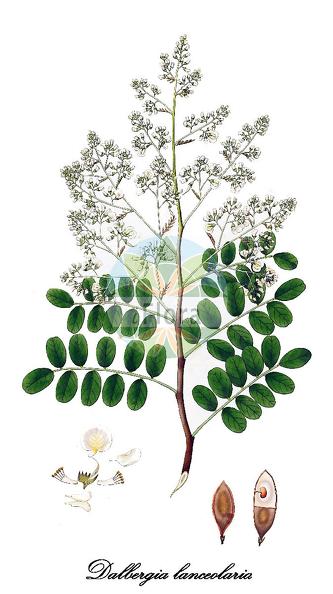 Dalbergia lanceolaria