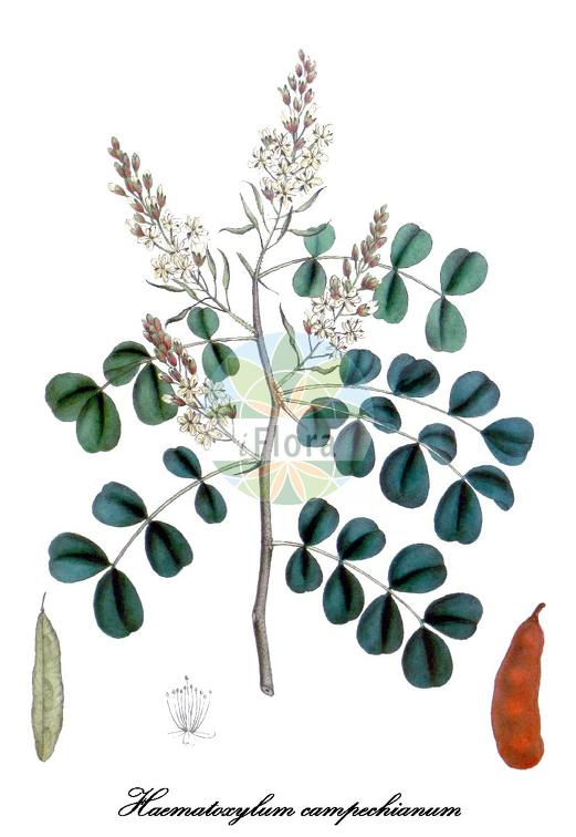 Haematoxylum campechianum