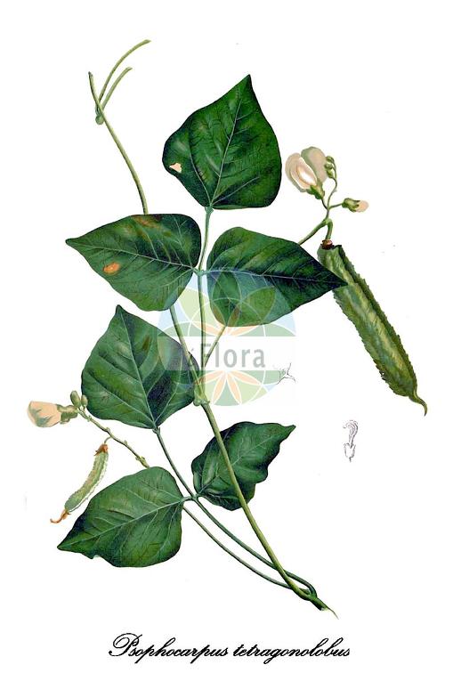 Psophocarpus tetragonolobus
