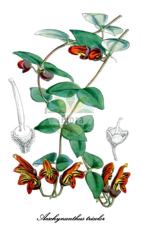 Aeschynanthus tricolor