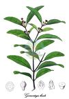 Gomortegaceae