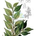 Griselinia ruscifolia