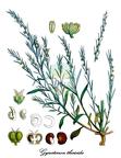 Gyrostemonaceae
