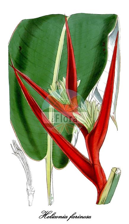 Heliconia farinosa