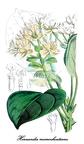 Hernandiaceae
