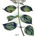 Hydrangea arborescens