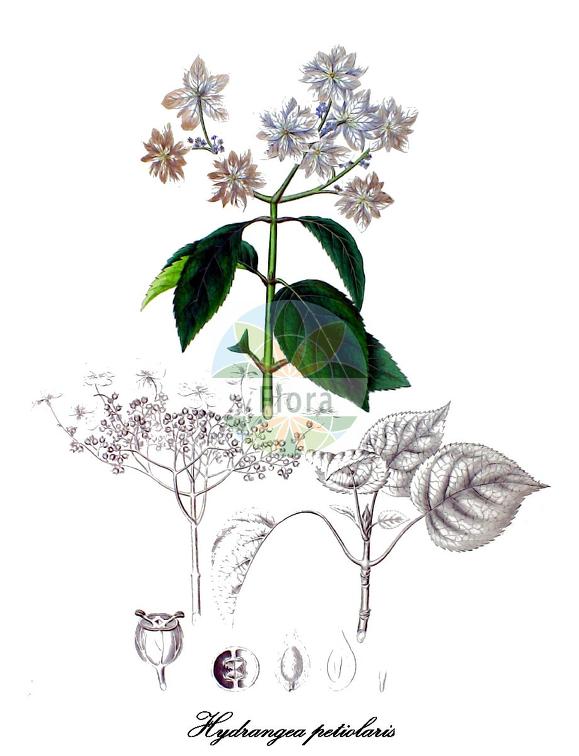 Hydrangea petiolaris