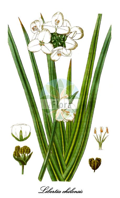 Libertia chilensis