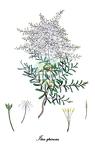 Iteaceae