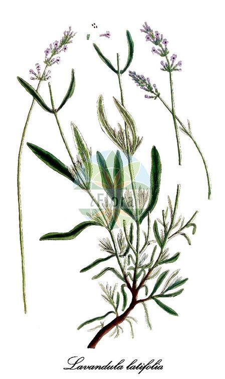 Lavandula latifolia