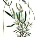 Lavandula latifolia