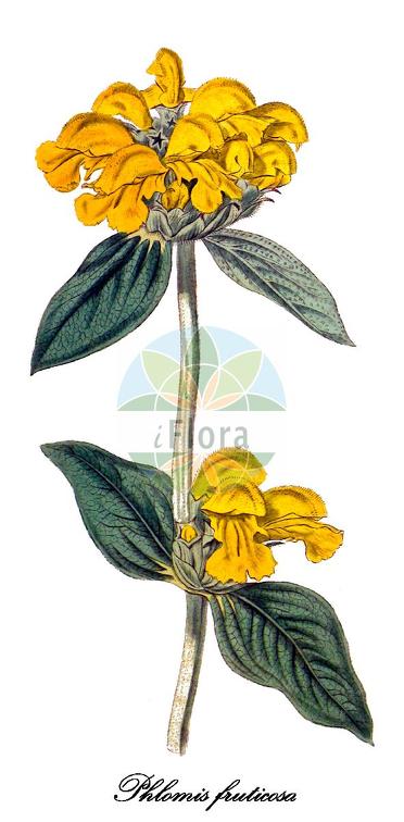 Phlomis fruticosa