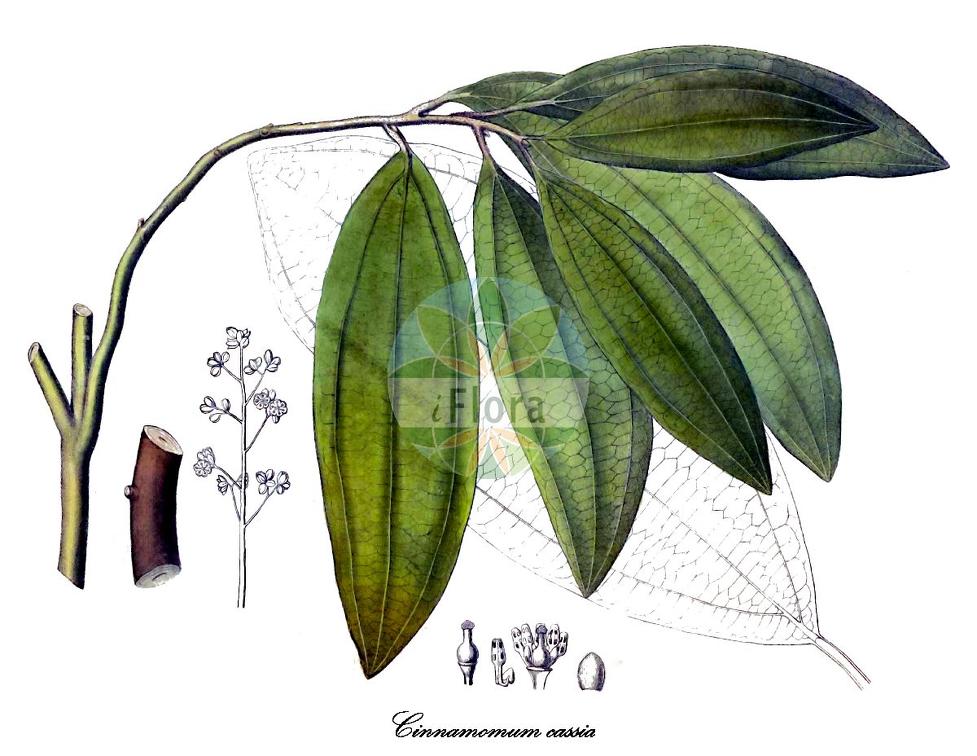 Cinnamomum cassia