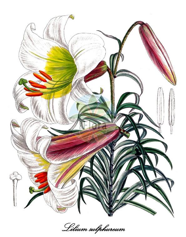 Lilium sulphureum