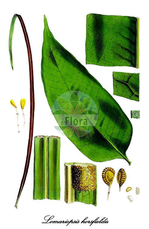 Lomariopsis horsfieldii