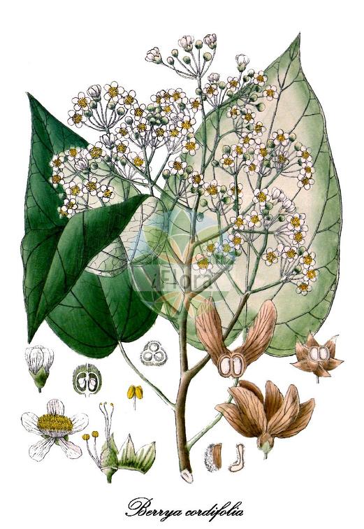 Berrya cordifolia