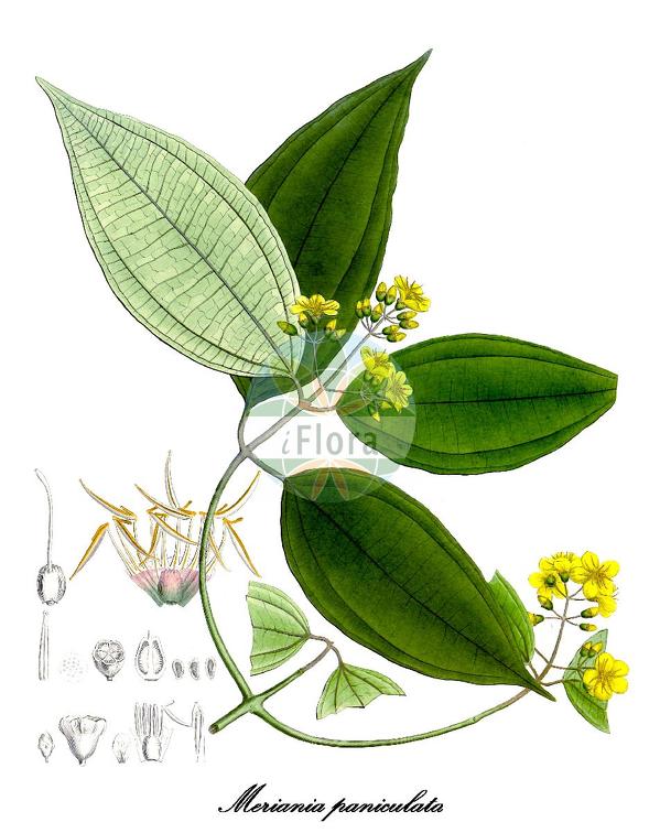 Meriania paniculata