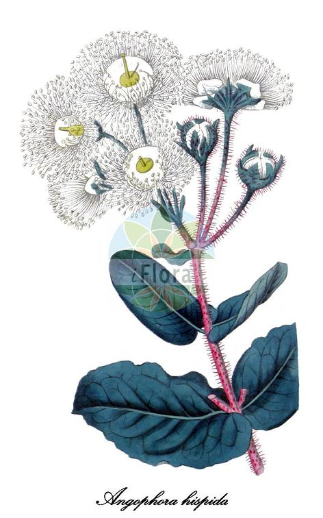 Angophora hispida