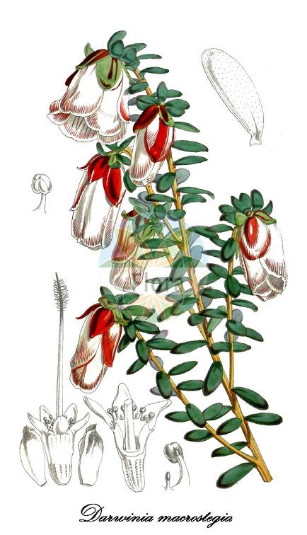 Darwinia macrostegia